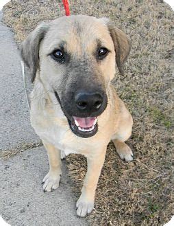 Westfield, MA - Anatolian Shepherd. Meet Bella a Pet for Adoption.