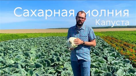 Сахарная молния. Капуста, первая на вашем столе - YouTube