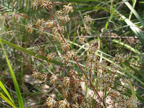 Australian Asparagaceae