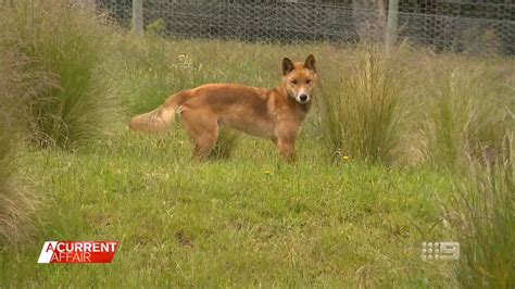 Australias Dingo Whisperer Dedicates Life To Saving Wild Canines
