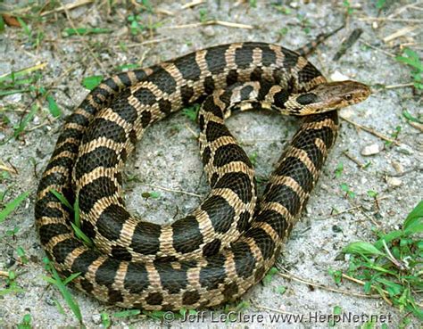 Western Foxsnake Pantherophis Ramspotti Amphibians And Reptiles Of Iowa