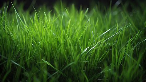 Grassy Background Hd