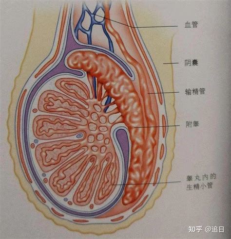 附睾炎不可怕可怕的是没有正确的治疗方式！ 知乎