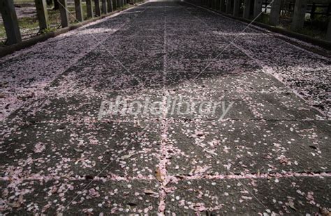 神社参道と桜の花びら 写真素材 1905075 フォトライブラリー Photolibrary