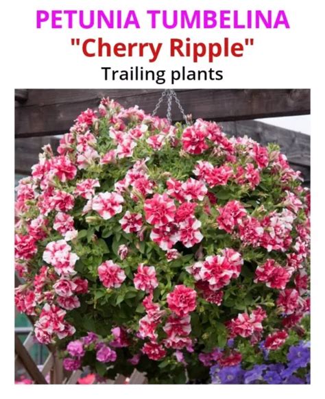 Petunia Trailing Double Tumbelina Cherry Ripple Large Plug Plants X