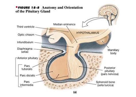 diaphragma sellae: separate cerebrum and hypophysis #anatomy | Anatomy ...