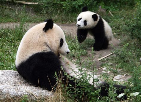 Tiergarten Schönbrunn einfach KiwiThek