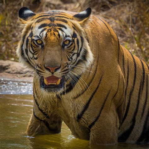 Asia India Male Bengal Tiger Pantera License Image 71411801