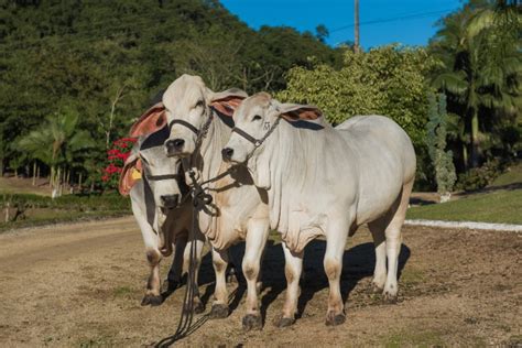 Indian Cattle Breeds A Comprehensive Guide