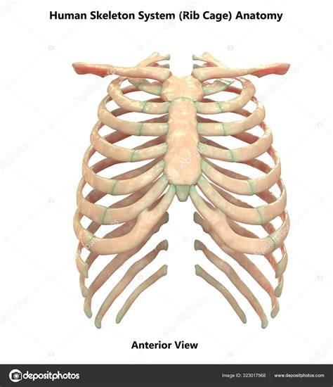 Human Skeleton System Axial Skeleton Anatomy Posterior View Stock Photo