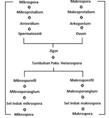 Metagenesis Tumbuhan Paku - Penjelasan, Skema dan Gambar.