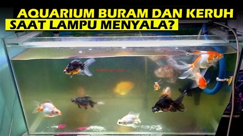 Solusi Aquarium BURAM Dan BERKABUT Saat Lampu Aquarium Dinyalakan YouTube