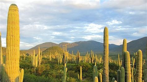 Guía De Atractivos Turísticos En Tehuacán Puebla México