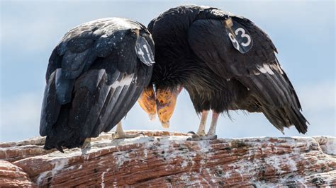 Endangered California condors compete for love on Valentine's Day | Fox ...