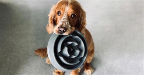 Estos Son Los Alimentos Y Comidas Más Saludables Para Tu Perro