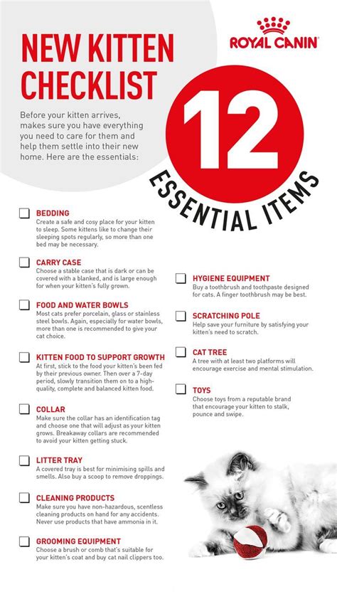 Essential items for your new kitten – Artofit