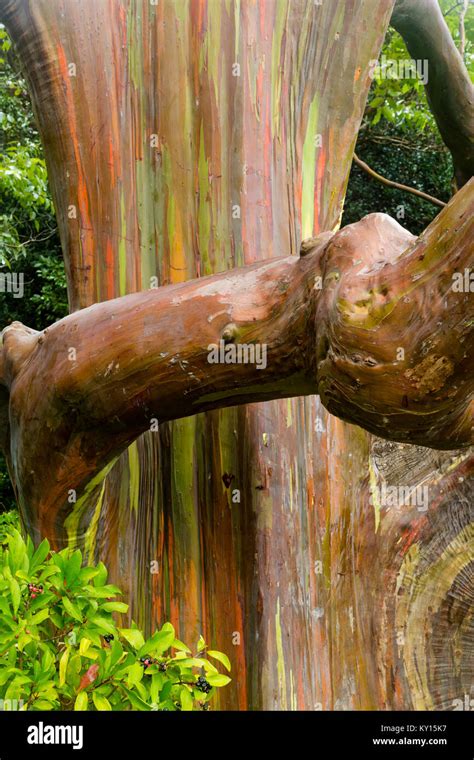 Rainbow Eucalyptus Eucalyptus Deglupta Stock Photo Alamy