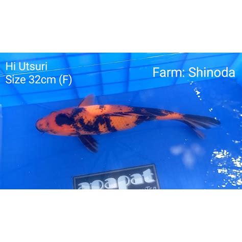 Jual Ikan Koi Hi Utsuri Import Shinoda Cm Shopee Indonesia