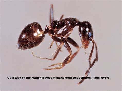 Argentine Ants: Argentine Ant Pest Control Information