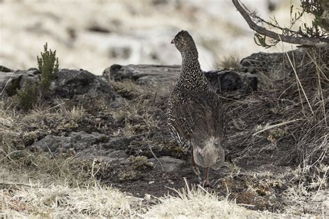 Chestnut Naped Francolin Chestnut Naped Francolin Flickr