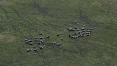 Elephants Marsh Migration Wildlife Marching. A Spectacular Look At A ...