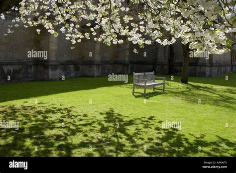 Bench beneath cherry blossom - Wadham College Gardens Oxford 6 Stock ...