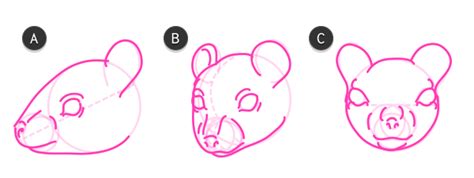 How To Draw Animals Small Rodents And Their Anatomy Envato Tuts
