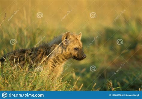 Spotted Hyena Crocuta Crocuta Adult Standing In Long Grass Masai