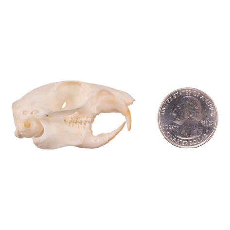 Real Ground Squirrel Skull For Sale — Skulls Unlimited International, Inc.