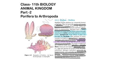 Animal Kingdom Part 2 Porifera To Arthropoda Ncert Highlights