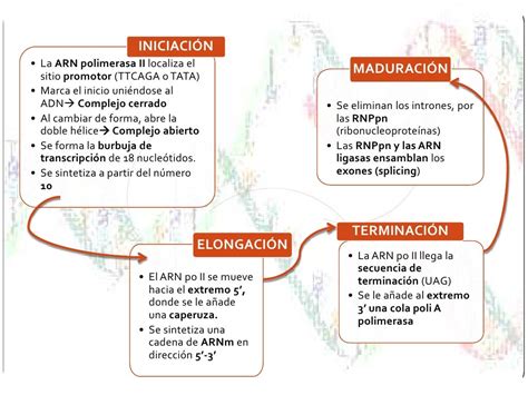 Replicaci N Transcripci N Y Traducci N Del Adn