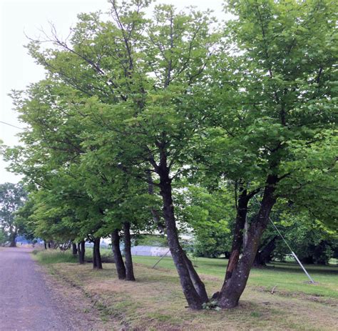 Acer Pseudoplatanus L Flora Y Fauna Udec Chill N