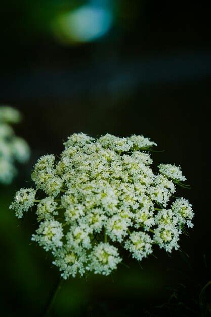 Premium Photo Close Up Of Queen Annes Lace Blooming Outdoors