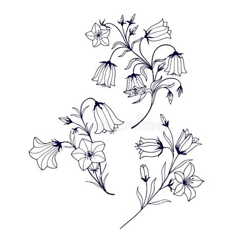 Set Of Flowers Bluebells Vector Stock Illustration Eps Outline