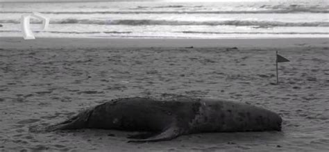 Chimbote Lobos Marinos Son Hallados Muertos