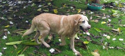 Here's Remembering The Bravest Canine War Heroes In History Who ...