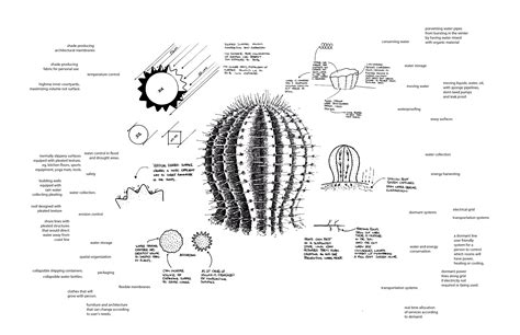 Saguaro Cactus Roots Diagram