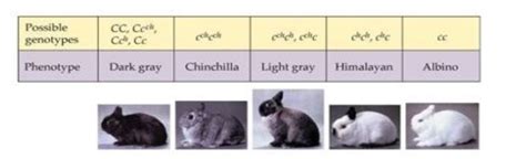 Solved Examine The Figure Below Showing The Genotypes And Chegg