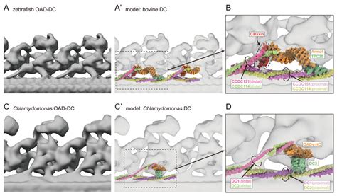 Figure Supplement Comparison Of Oad Dc Structures In Vertebrates And