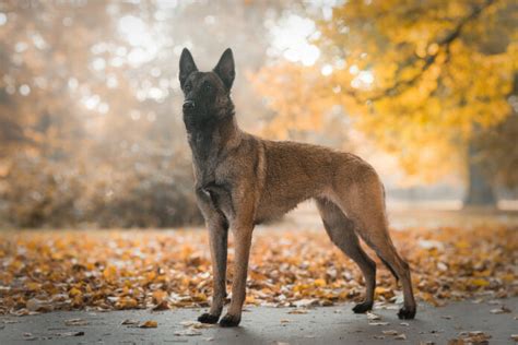 Polizeihunde Nach Joggingrunde Verendet