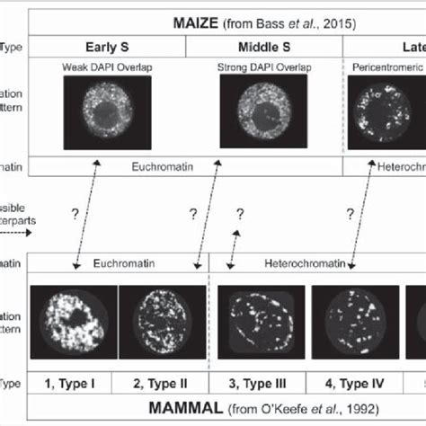 Cross Kingdom Comparison Of Temporal Patterns Of Dna Replication A Download Scientific