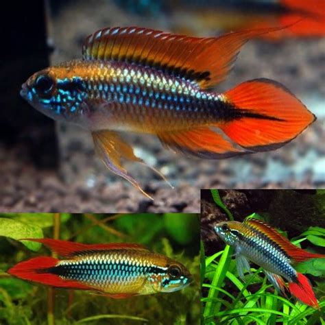 American Cichlid Apisto Apistogramma Agassizi Double Red Cm