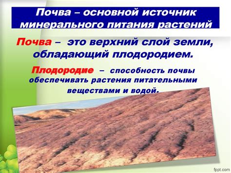 Питание растений - презентация онлайн