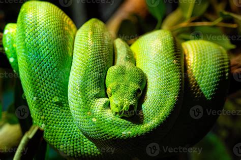 Green Tree Python Morelia Viridis Close Up Portrait Art 17173869