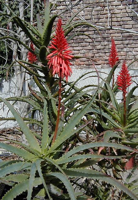 Aloe Arborescens Aloe Id Plantae