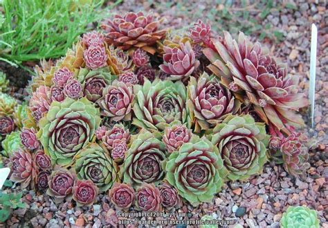 Sempervivum: Plant Care and Collection of Varieties - Garden.org