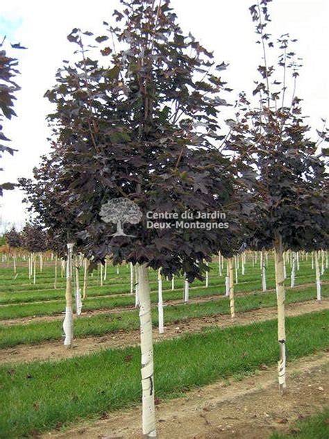 Acer platanoides Crimson King Érable de Norvege Norway Maple