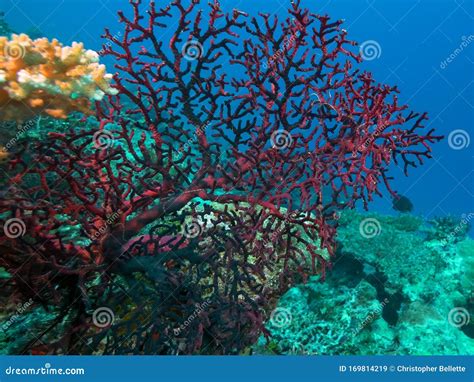 Close View Of A Red Gorgonian Growing On Rainbow Reef In Fiji Stock