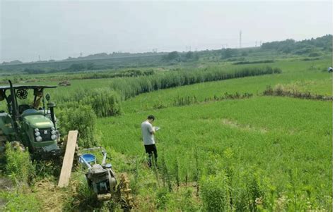 【部门动态】湾沚镇：实地调研 准确采集农作物数据地块