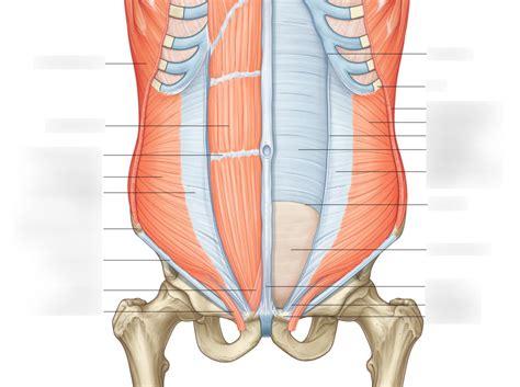 Pyramidal Muscle